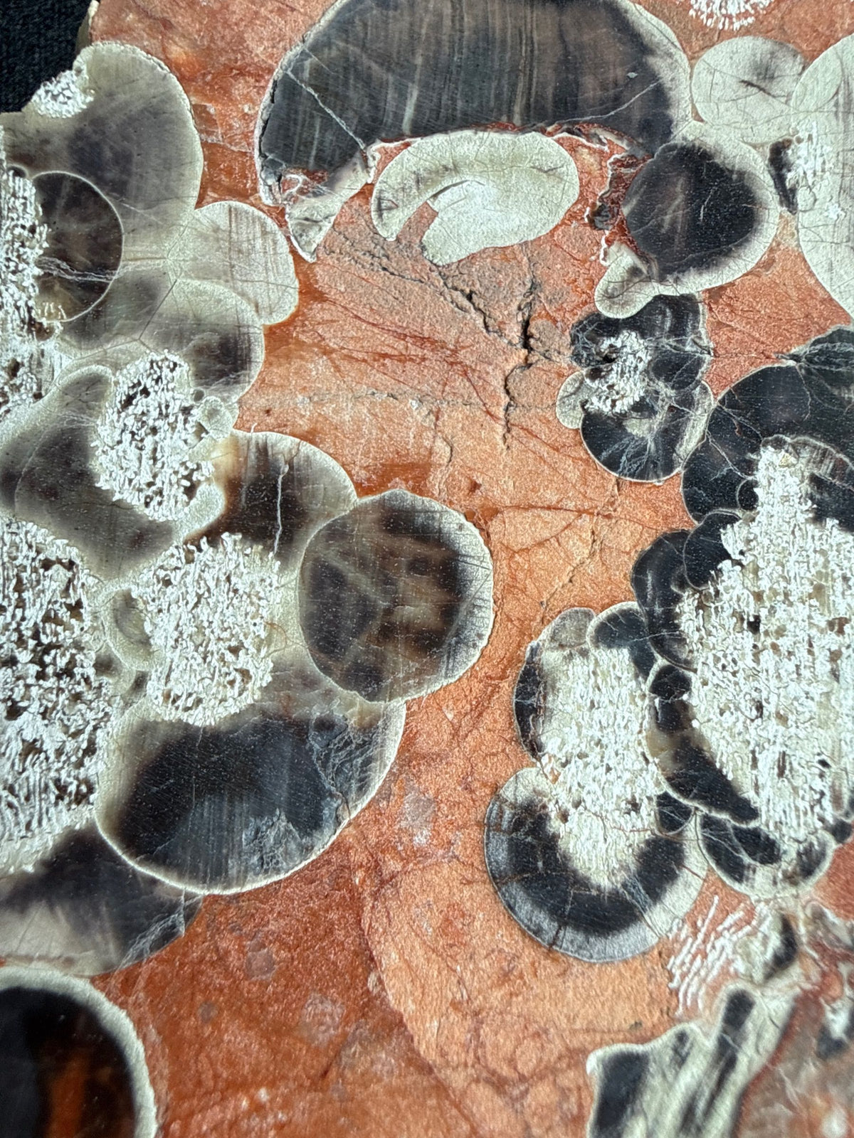 Money Agate